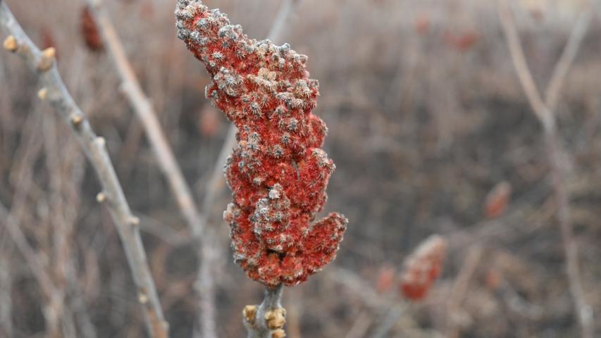 Rhus typhina from Hempstead Plains