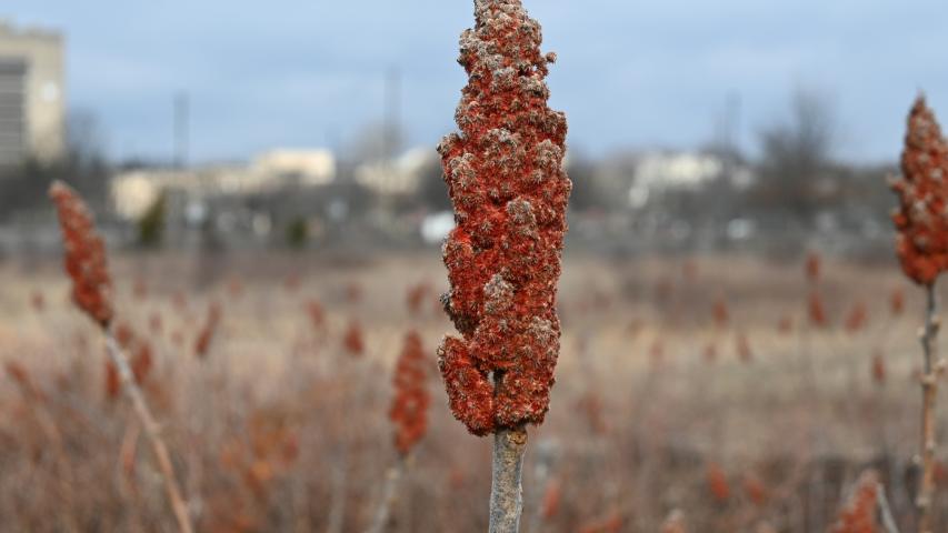 Rhus typhina from Hempstead Plains