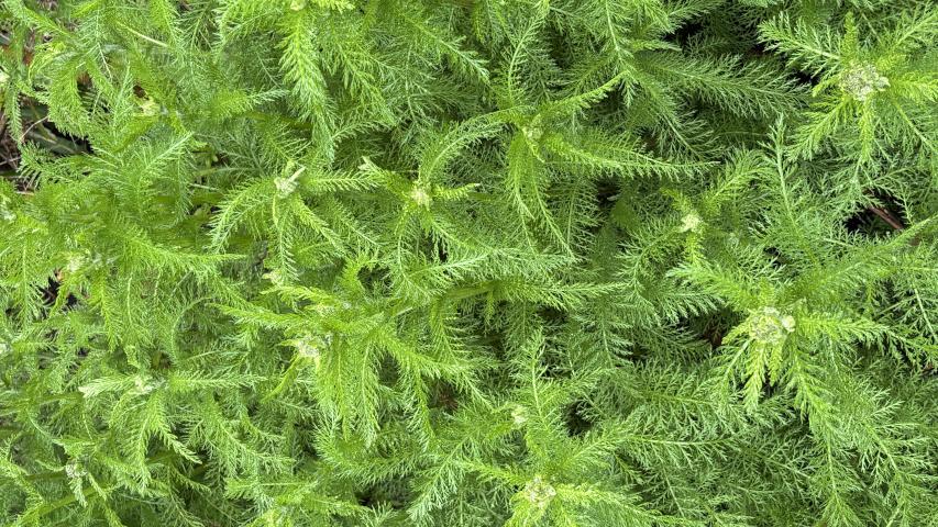 yarrow foliage