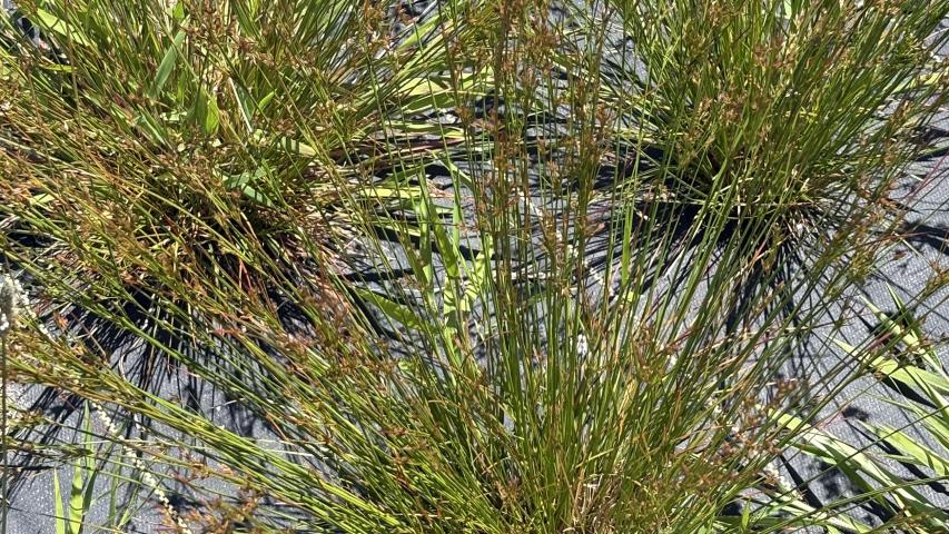 juncus db.