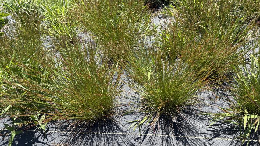 juncus dbb