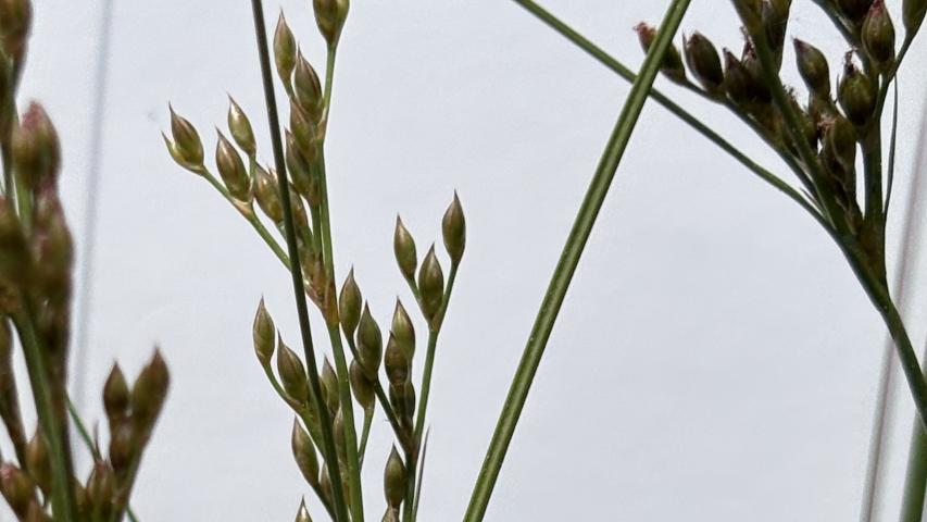 juncus flower