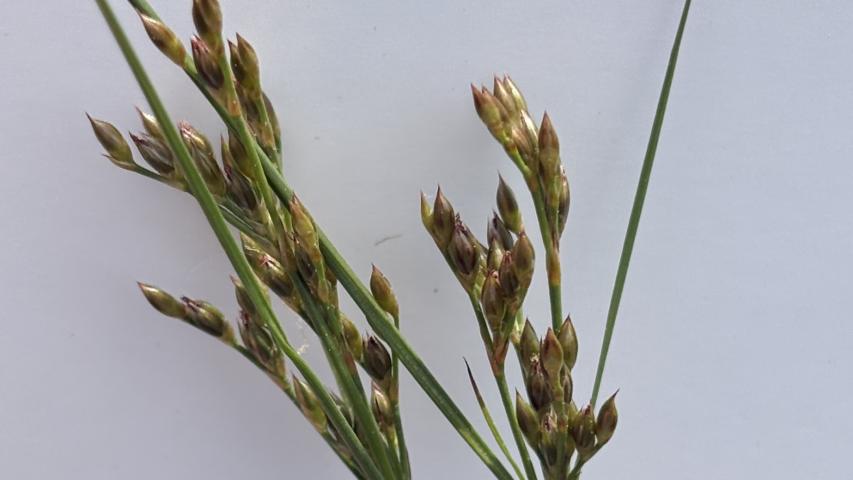 juncus seed