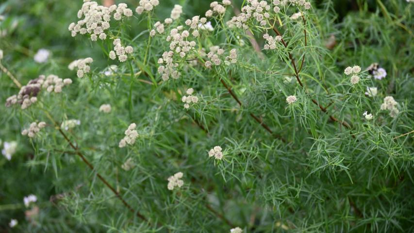 mtn mint db.