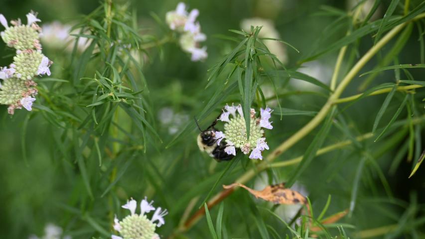 mtn mint flower db