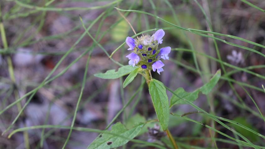 self heal4