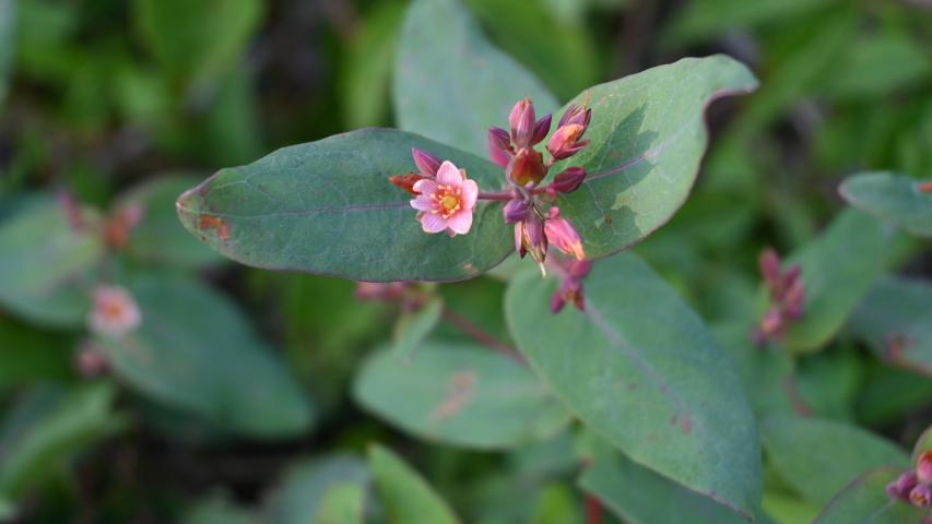 johns wort flower