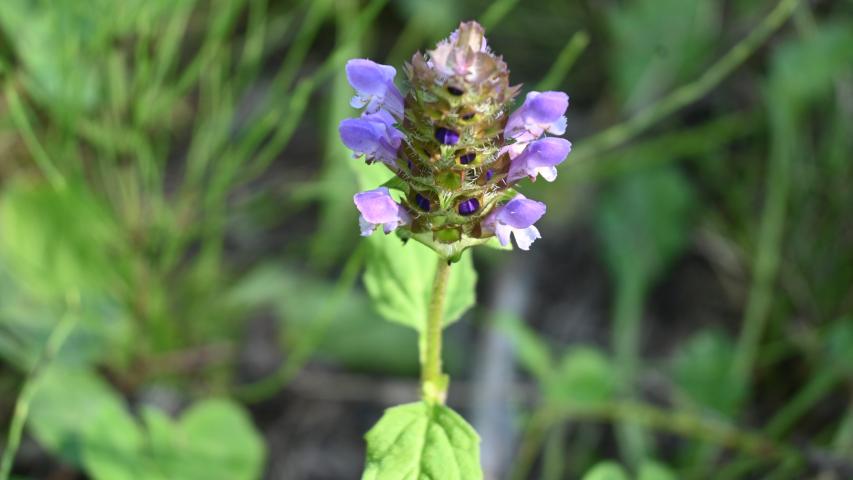 self heal3