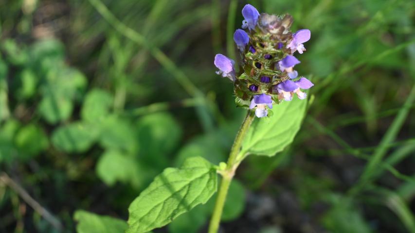 self heal2