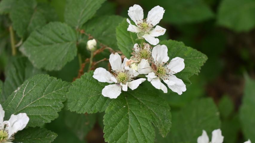 Black Raspberry flower