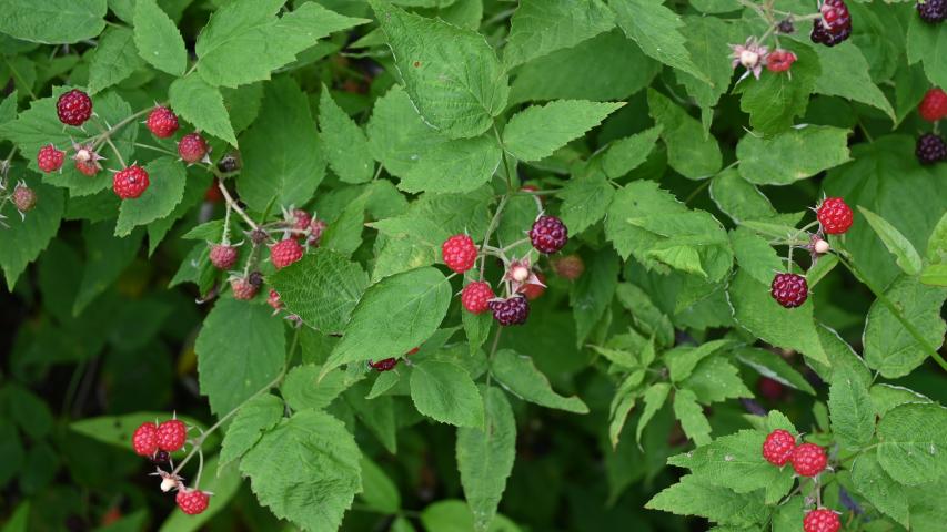 Black Raspberry unripe