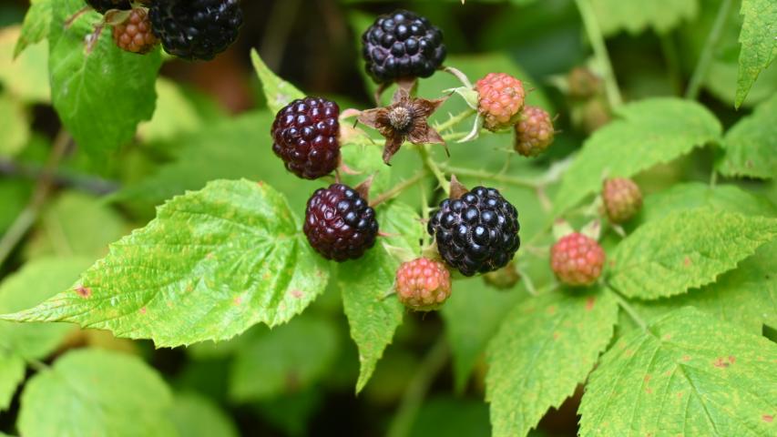 Black Raspberry berry