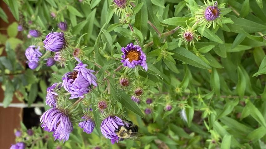 New England Aster bee