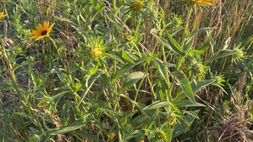 Rudbeckia hirta1