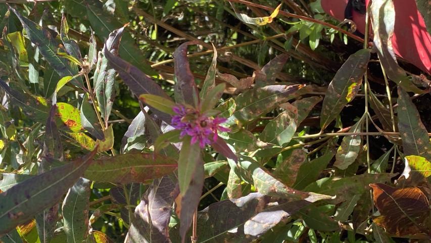 Swamp Loosestrife3