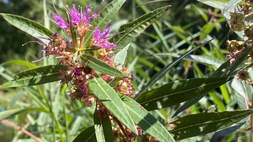 Swamp Loosestrife2
