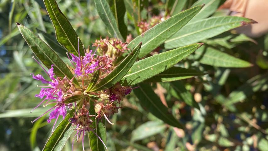 Swamp Loosestrife1