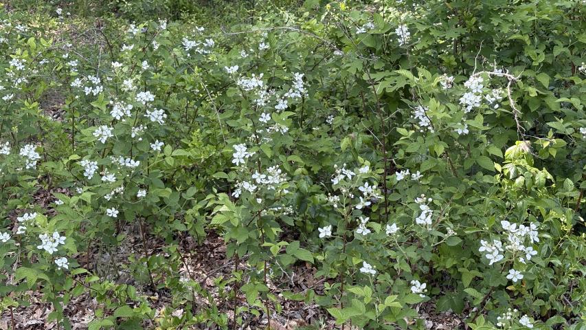 Black Raspberry flower bush