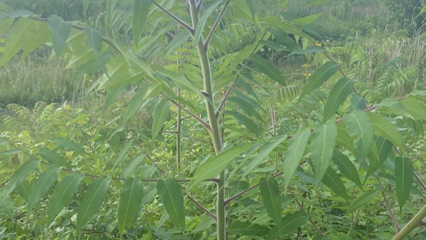 hempstead plains staghorn sumac