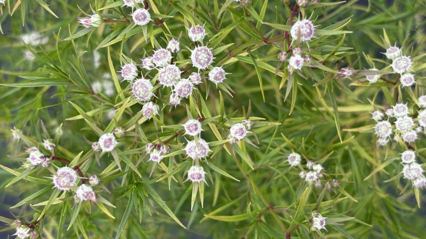 Mtn mint 6