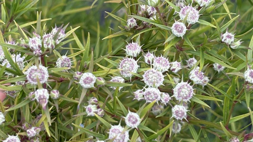 Mtn mint 5