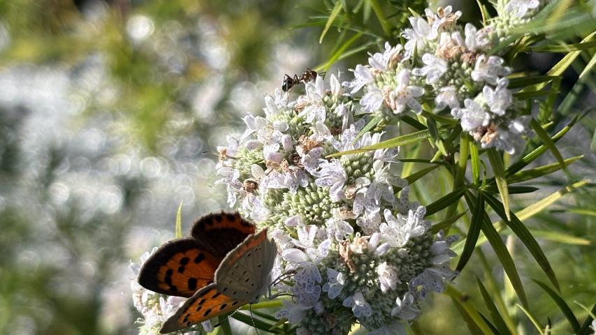Mtn mint 3