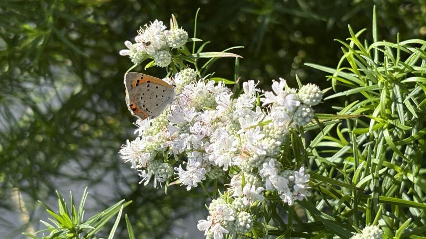 Mtn mint 2