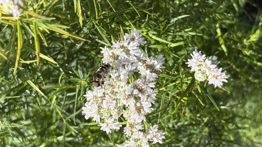 Mtn mint 1