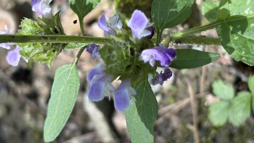 Self heal