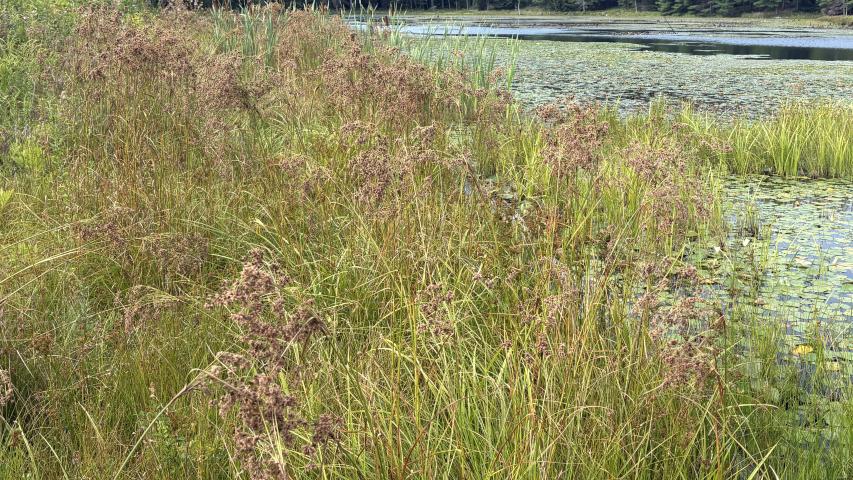 Woolgrass Lake George by maggie