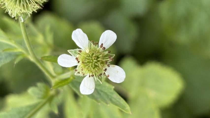 white avens by maggie