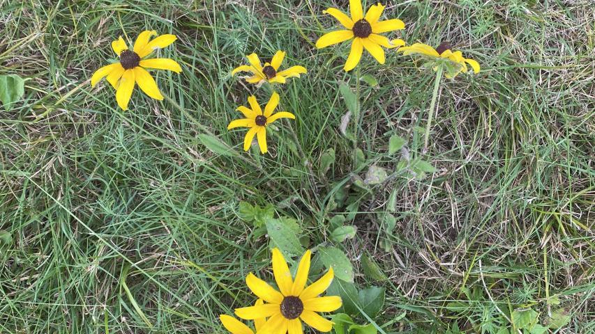 Rudbeckia hirta2