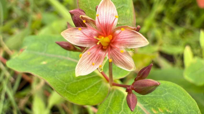 St John's wort
