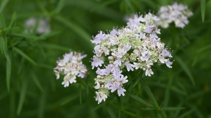 mint flower pyte