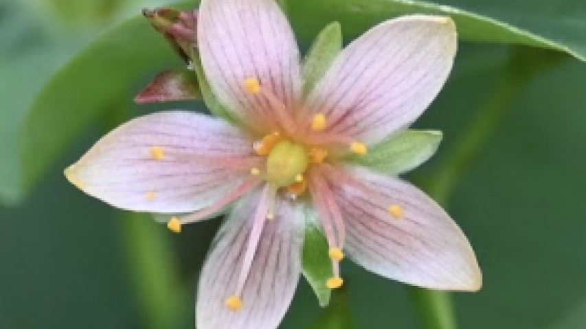 marsh st johns wort