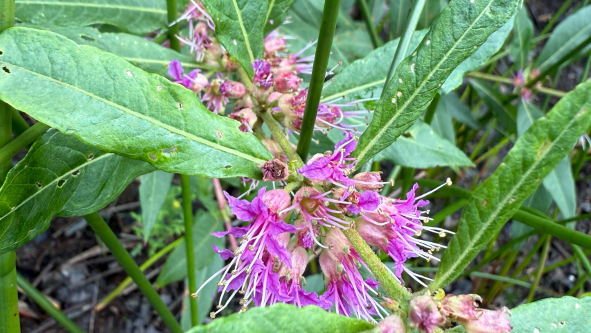 Swamp loosestrife2