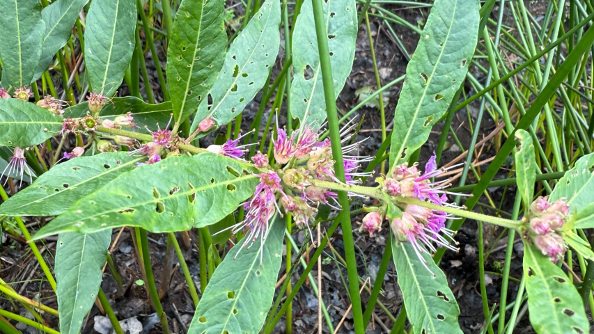 Swamp loosestrife3