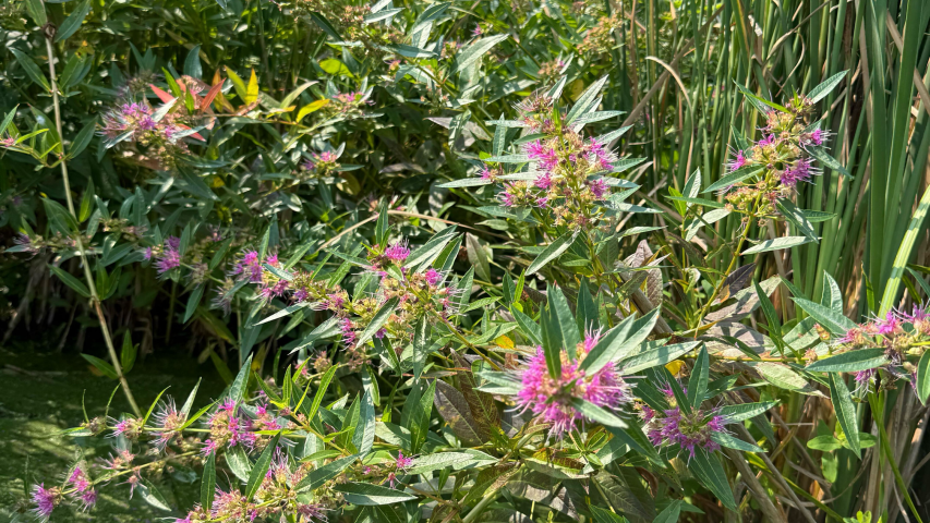 Swamp loosestrife4
