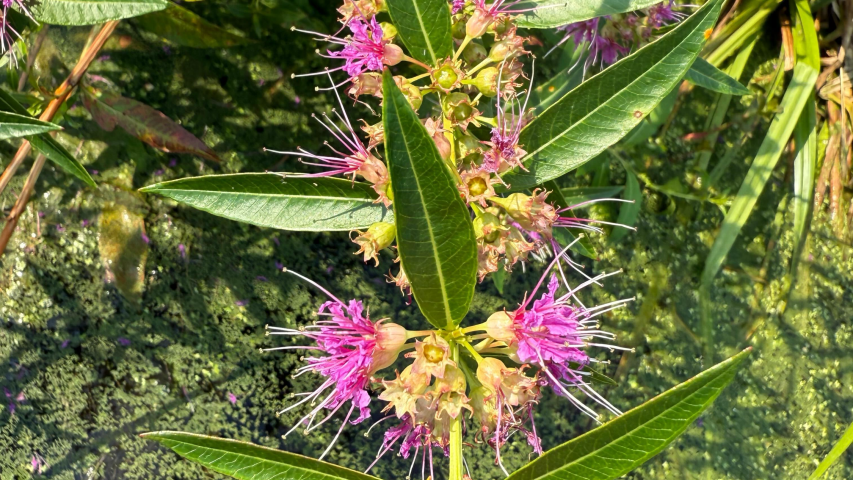 Swamp loosestrife5