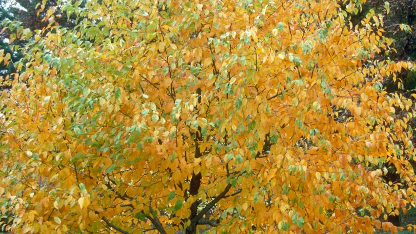 Sweet Birch photo Arbor Day Foundation