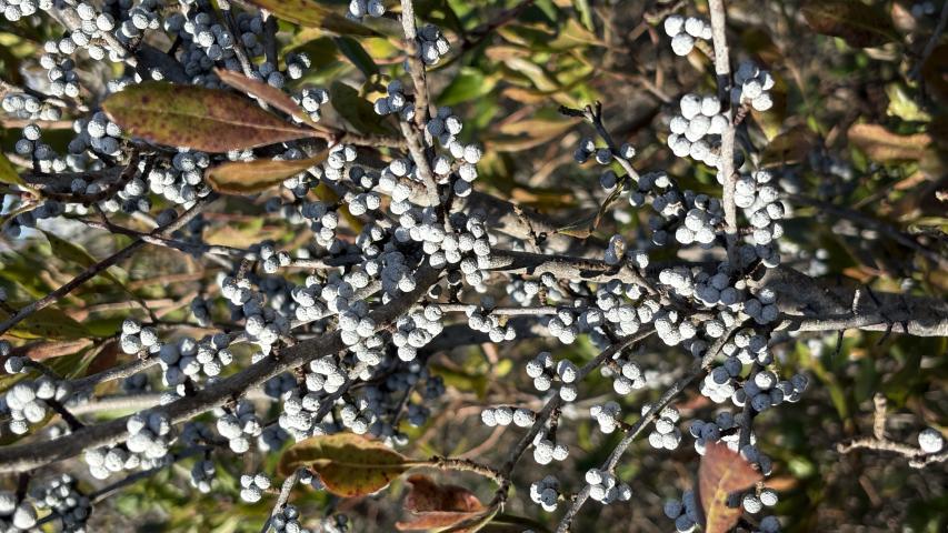 bayberry berry