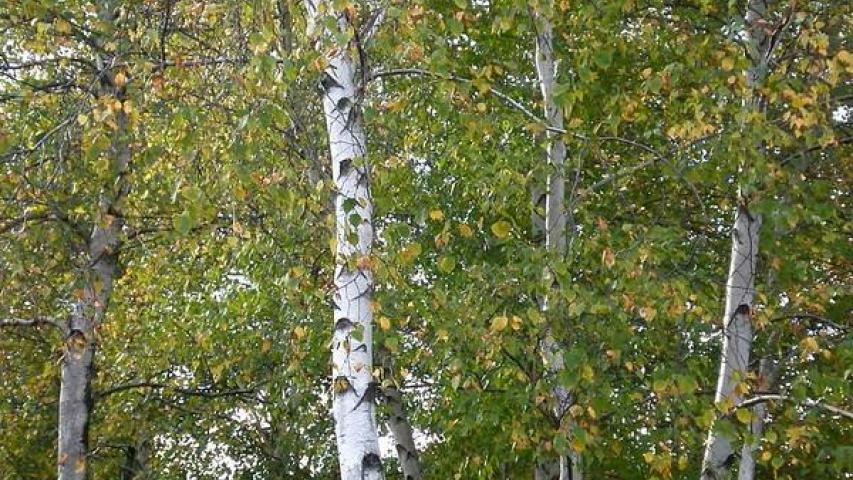 gray birch pleasent runnursery