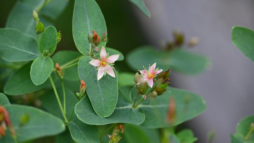 marsh st johns wort