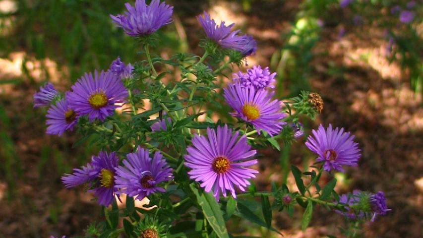 New England Aster 1