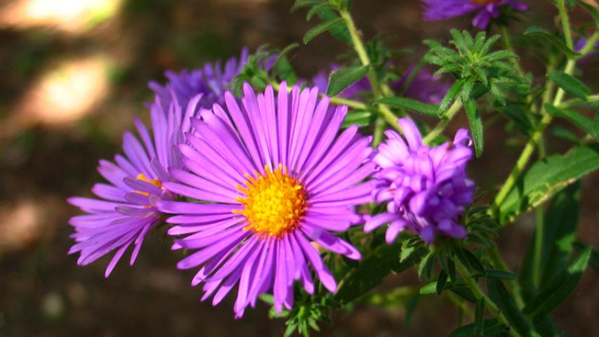 New England Aster 3