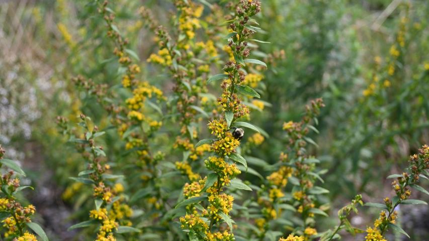 Blue-stemmed Goldenrod by maggie3