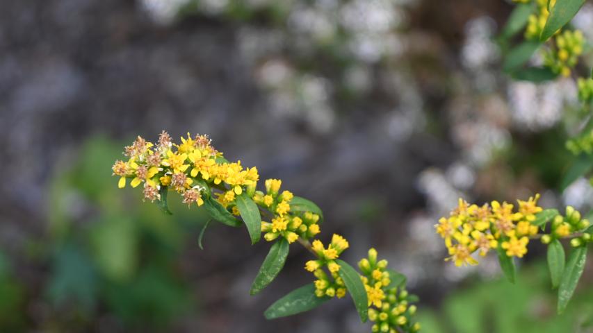 Blue-stemmed Goldenrod by maggie2