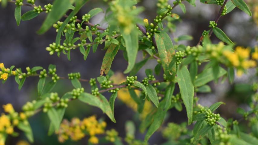 Blue-stemmed Goldenrod by maggie1