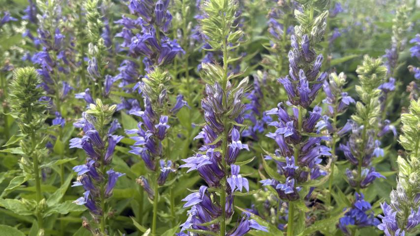 blue lobelia 1 maggie