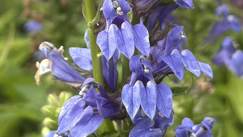 blue lobelia maggie